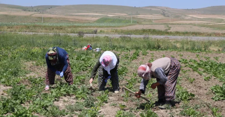 The Impact of Climate Change on Indigenous Communities